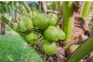 coconut on a tree