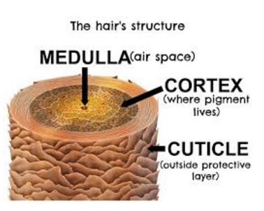 hair structure