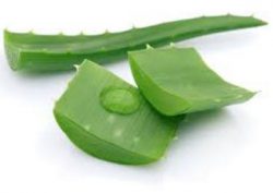 aloe vera