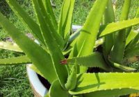 what are the benefits of the aloe vera plant