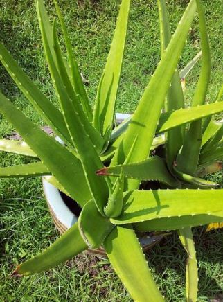 what are the benefits of the aloe vera plant