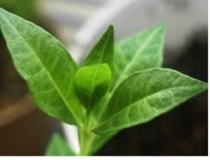 henna plant using henna as a natural black hair dye