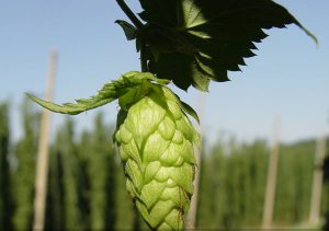 the beer hops plant used in beer and your hair
