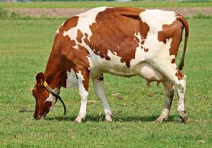 cow eating grass which he uses to make milk