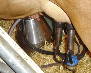 cow milking machine to get milk from a cow