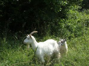 ordinary white-haired goat with baby in tow