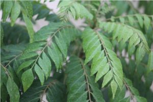 how to use curry leaves for hair growth