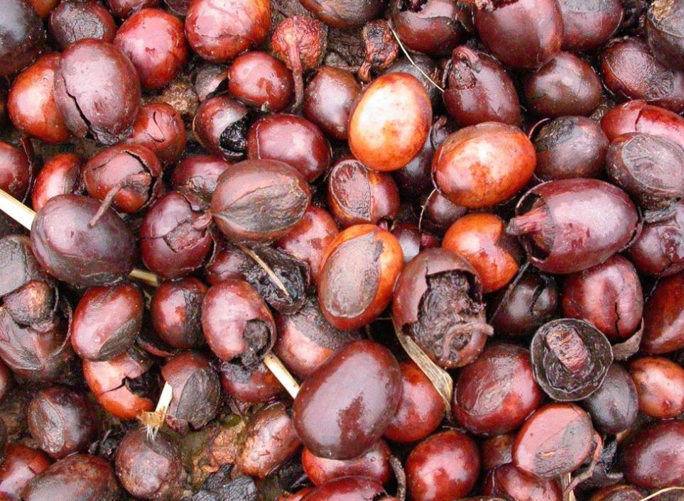 Sheu Tree How To Use Shea Butter For Hair Growth - Black Hair Natural Products