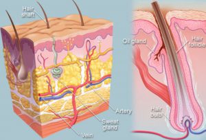 thyroid and hair loss