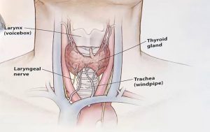 thyroid and hair loss