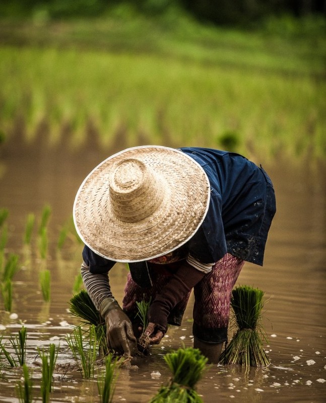 asian woman planting rice