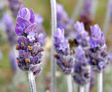 lavender flower for my utama spice review