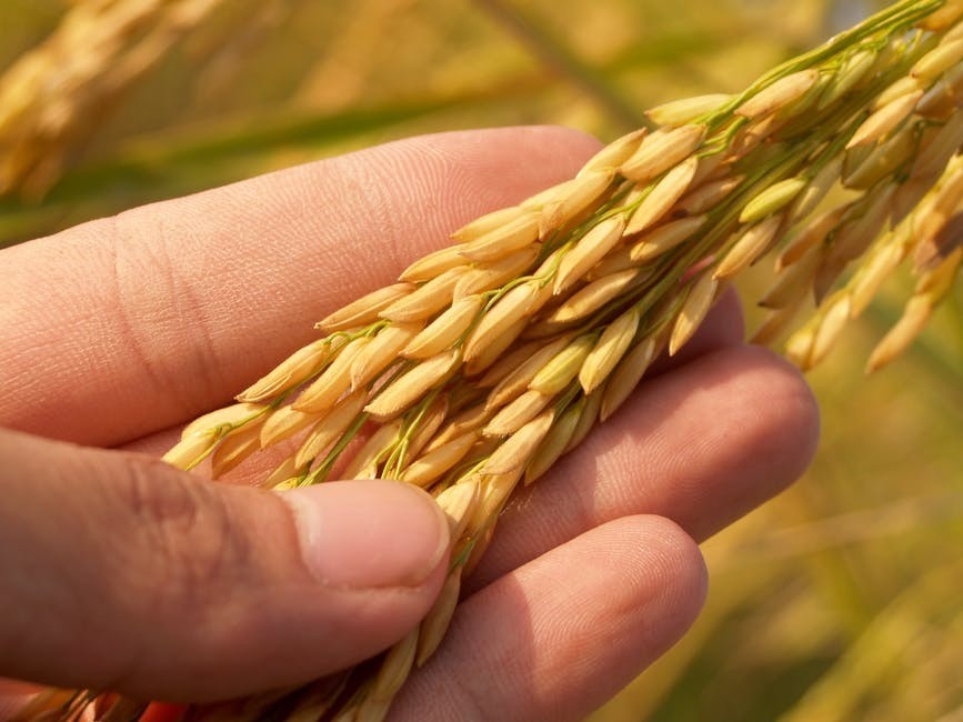 rice water and hair growth